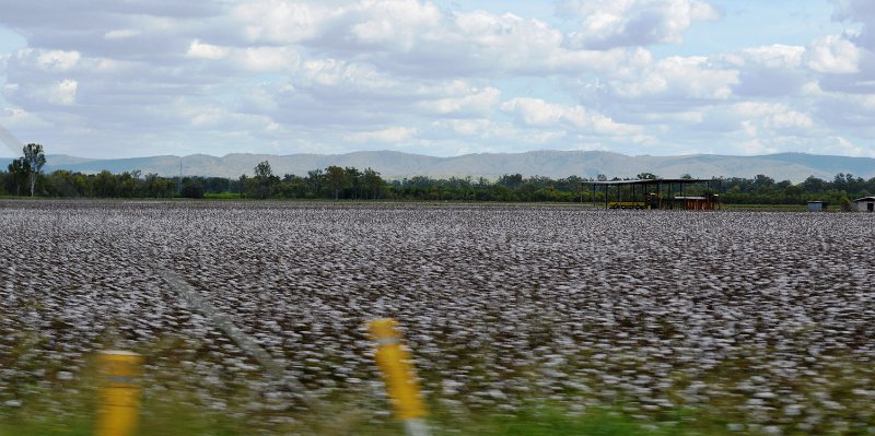 07MtMorgan (26).JPG - Corron between Monto and Biloela